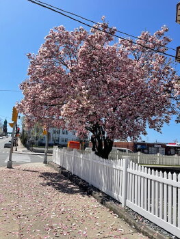 139 Salem Street #3F, Lawrence,  01843